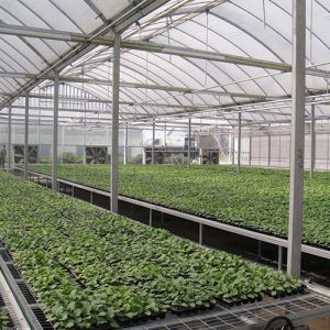 连栋花卉91好色先生IOS下载
